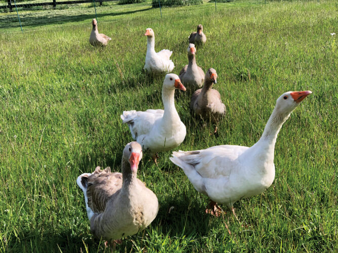 Raise Pastured Geese and Ducks